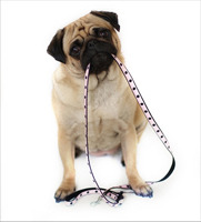 Dog Walking & Pet Sitting