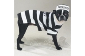 Prisoner costume on celebrity juice show