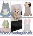 Louis Dog Brand NEW COLLECTION Available online NOW