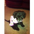 Bella modelling Diva Dogs Tutti Fruitti Romper awwwww she looks soooo sweet good enough to eat ; )