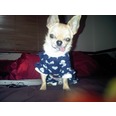 Little Louie, in his midnight hearts romper from Diva Dogs. x