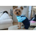 Little Ralph. Now that's a pose Mr, Looking swarve in your Diva Dogs jack romper suit.