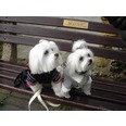Wonderful customers Harvey & Bonnie. They Love wearing Diva Dogs brand Puppy Zzzang and always look so smart.