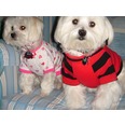 Two very well dressed pooches Bonnie & Harvey Somerville