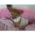 Only little Chloe the chi again looking totally cute in her Diva Dogs Blossom dress