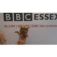sadie Nines radio presenter at BBC Essex �little pooch Tiger Lilly x�