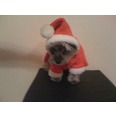 Little Tommy Bennett, In his Diva Dogs Santa outfit, such a sweet boy