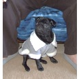 Molly the pug wearing her Diva Dogs Luna Coat. So smart Molly