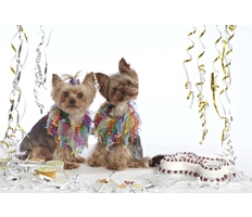 Gifts, Treats & Toys