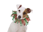 Christmas Party Collar for Pets