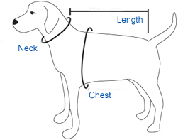 Dog Size Guide